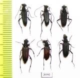 Anastrangalia scotodes  Russia, Far East - INSECTS-STORE.RU