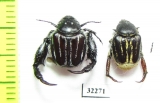 Hopliini sp., pair  South Africa Rep. - INSECTS-STORE.RU