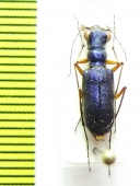 Heptodonta eugenia  Thailand - INSECTS-STORE.RU