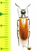Meloidae sp.  Azerbaijan - INSECTS-STORE.RU