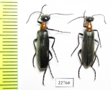 Meloidae sp.  South Africa Rep. - INSECTS-STORE.RU