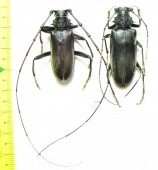 Cerambycidae sp., pair  South Africa Rep. - INSECTS-STORE.RU