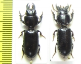 Carabidae sp.  Malawi - INSECTS-STORE.RU