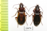 Cymindis ? lateralis  Kazakhstan - INSECTS-STORE.RU
