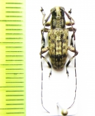 Ereis anthriboides perakensis  Malaysia - INSECTS-STORE.RU