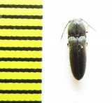 Clypeorhagus clypeatus  Belorussia - INSECTS-STORE.RU