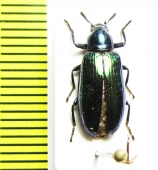 Tenebrionidae sp.  Indonesia, Sulawesi - INSECTS-STORE.RU