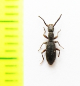 Stenosis armeniacus  Armenia - INSECTS-STORE.RU