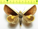 Noctuidae sp.  Bolivia - INSECTS-STORE.RU
