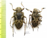 Cerambycidae sp.  Costa Rica - INSECTS-STORE.RU