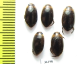 Dytiscidae sp.  Thailand - INSECTS-STORE.RU