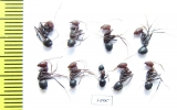 Formicidae sp.  Uzbekistan - INSECTS-STORE.RU