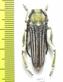 Mallosia caucasica  Armenia - INSECTS-STORE.RU