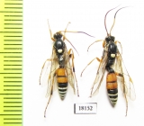 Ichneumonoidea sp.  Kazakhstan - INSECTS-STORE.RU