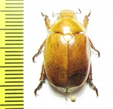 Anoplognathus sp.  Australia - INSECTS-STORE.RU