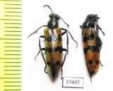 Meloidae sp.  China, Inner Mongolia prov. - INSECTS-STORE.RU