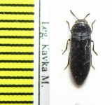 Acmaeodera sp.  Bulgaria - INSECTS-STORE.RU