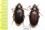 Carabidae sp.  Zambia - INSECTS-STORE.RU