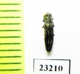 Agrilus sp.  Peru - INSECTS-STORE.RU