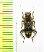 Stygmatium sp.  Philippines - INSECTS-STORE.RU