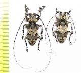 Cerambycidae sp., pair  South Africa Rep. - INSECTS-STORE.RU