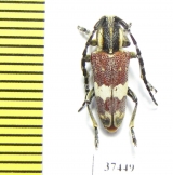 Glenea apicalis  South Africa Rep. - INSECTS-STORE.RU