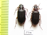Carabidae sp.  South Africa Rep. - INSECTS-STORE.RU