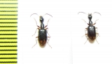 Carabidae sp.  Malawi - INSECTS-STORE.RU
