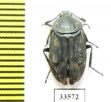 Thanatophilus roborowskyi  China, Qinghai prov. - INSECTS-STORE.RU