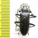 Tenebrionidae sp.  India - INSECTS-STORE.RU