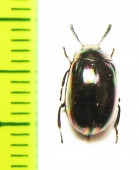 Tenebrionidae sp.  Indonesia, Sumatra - INSECTS-STORE.RU