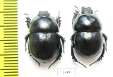 Thorectes lusitanicus, pair  Spain - INSECTS-STORE.RU