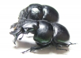 Lethrus halkidikensis, pair  Greece - INSECTS-STORE.RU