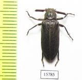 Rhipiceridae sp.  Namibia - INSECTS-STORE.RU