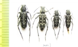 Xylotrechus rusticus  Russia, Tver reg. - INSECTS-STORE.RU