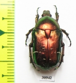 Cetonia aurata  Greece - INSECTS-STORE.RU