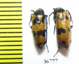 Meloidae sp.  China, Inner Mongolia prov. - INSECTS-STORE.RU