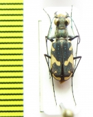 Cicindelidia schauppi  USA, Texas - INSECTS-STORE.RU