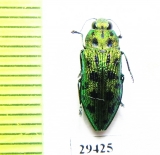 Lamprodila virgata  Japan - INSECTS-STORE.RU