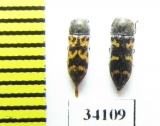Acmaeodera vanharteni, pair  Oman - INSECTS-STORE.RU