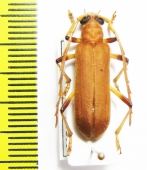 Cerambycidae sp.  Gabon - INSECTS-STORE.RU