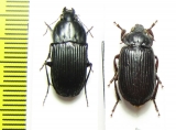 Carabidae sp.  Malawi - INSECTS-STORE.RU