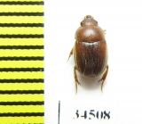 Ochodaeus integriceps  Russia, Krasnodar reg. - INSECTS-STORE.RU