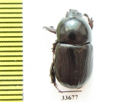 Metanastes vulgivagus  Australia - INSECTS-STORE.RU