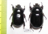 Dynastinae sp., pair  Zambia - INSECTS-STORE.RU