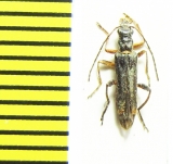 Oedemera barbara  Greece - INSECTS-STORE.RU