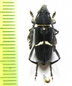 Euryarthrum bifasciatum  Malaysia, Borneo - INSECTS-STORE.RU