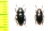 Dissonomus picipes, pair  Azerbaijan - INSECTS-STORE.RU