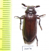 Rhipiceridae sp.  South Africa Rep. - INSECTS-STORE.RU