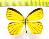 Pieridae sp.  Ecuador - INSECTS-STORE.RU